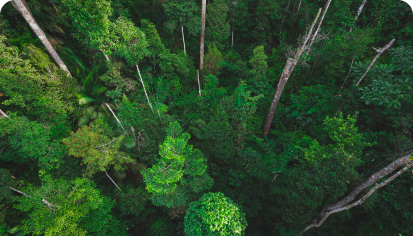 Environmental Sustainability & Strategy